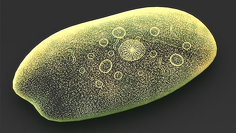 Entamoeba Histolytica